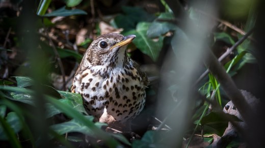 song-thrush-2186376_960_720.jpg